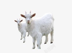 奶白色绵羊素材