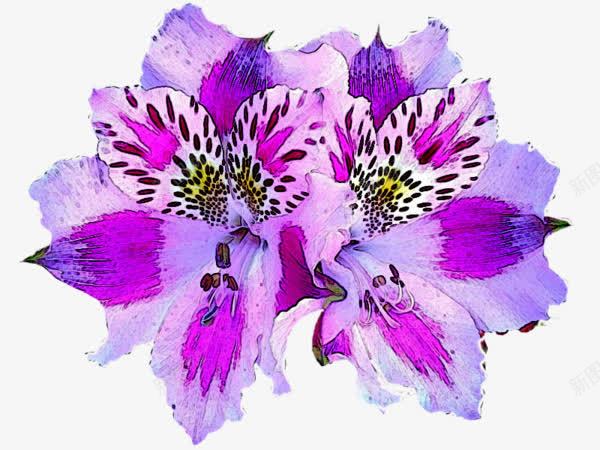 紫色木槿花png免抠素材_新图网 https://ixintu.com 木槿 漂浮 紫色 鲜花