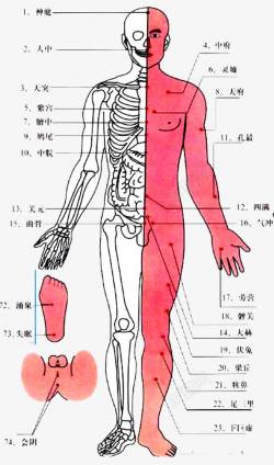 人体正面人体正面高清图片