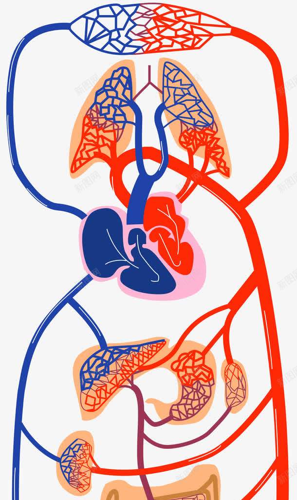 手绘身体内脏png免抠素材_新图网 https://ixintu.com 内脏图 器官 手绘画 装饰图 装饰画 身体器官