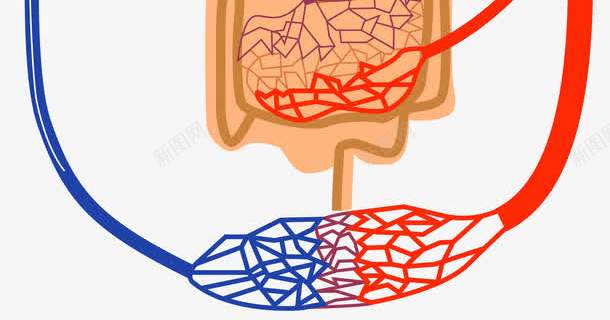 手绘身体内脏png免抠素材_新图网 https://ixintu.com 内脏图 器官 手绘画 装饰图 装饰画 身体器官