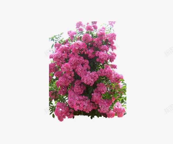 院墙蔷薇花png免抠素材_新图网 https://ixintu.com 植物 深粉 清新 粉红色 蔷薇花 装饰