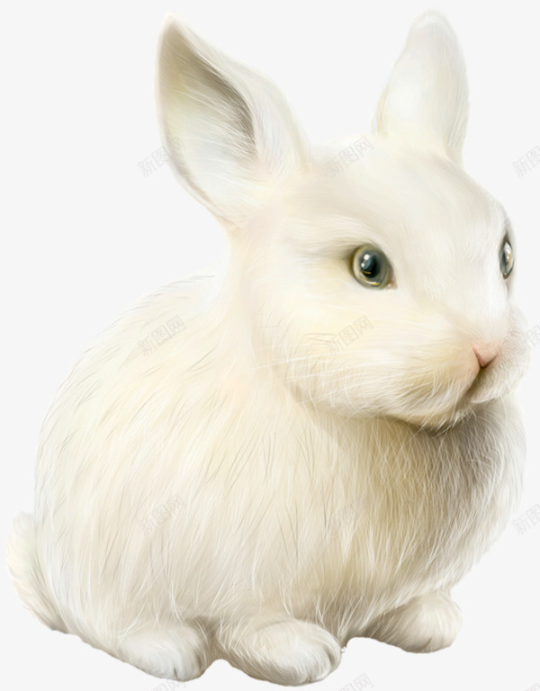 小兔子动物png免抠素材_新图网 https://ixintu.com 兔子 动物 小兔子