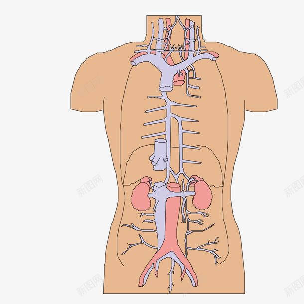 人体解剖图png免抠素材_新图网 https://ixintu.com 人体 人体解剖 解剖