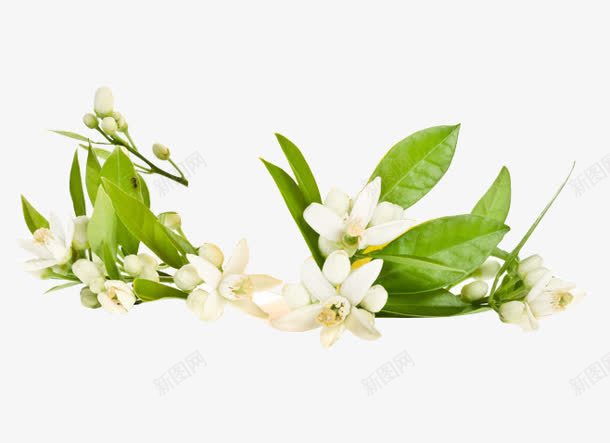 绿色植物白色花朵png免抠素材_新图网 https://ixintu.com 白色 绿色植物 花朵