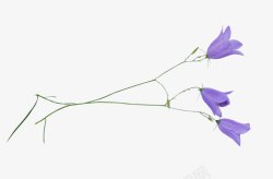 紫色的花素材