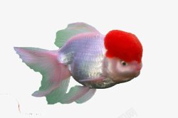 红脑袋红脑袋大金鱼高清图片