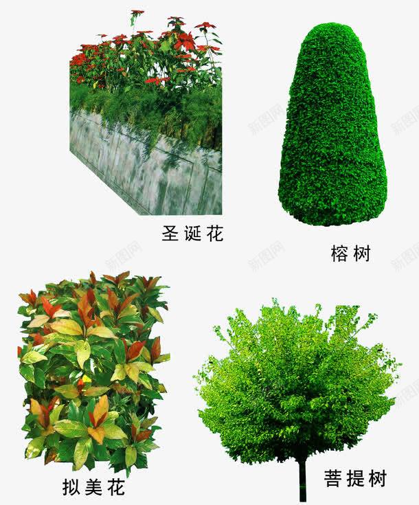 菩提树绿植png免抠素材_新图网 https://ixintu.com 园林素材 圣诞花 榕树 绿植 菩提树