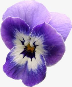 紫兰花紫白色兰花花朵高清图片