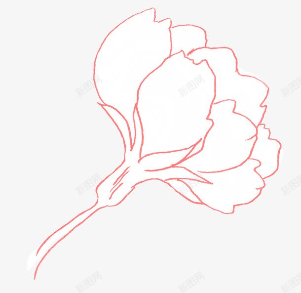 白色花朵png免抠素材_新图网 https://ixintu.com 一支 手绘 桔梗 白色的 粉色的 线条 花朵 装饰