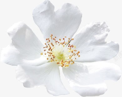 白色花瓣花蕊装饰png免抠素材_新图网 https://ixintu.com 白色 花瓣 花蕊 装饰