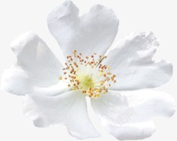 白色花瓣花蕊装饰素材