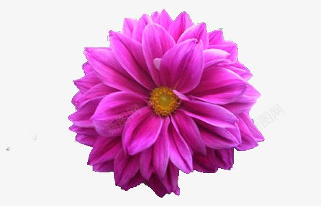 一朵粉色的花png免抠素材_新图网 https://ixintu.com 唯美 植物 节日装饰 节日装饰元素 鲜花