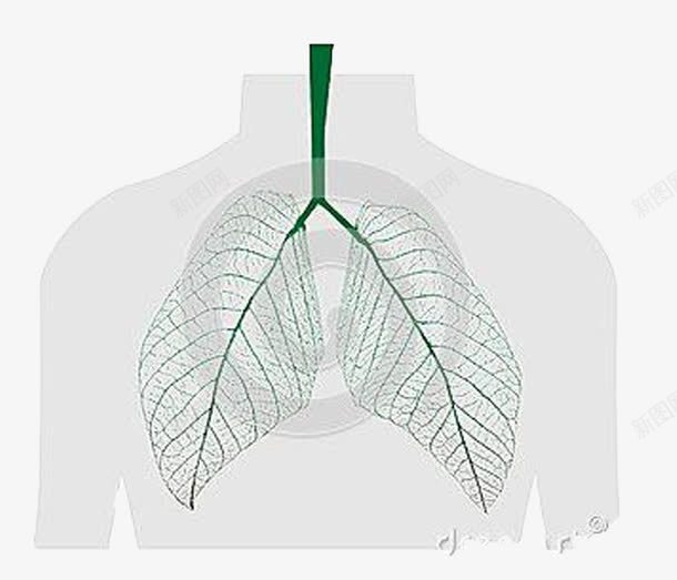 手绘肺部树叶png免抠素材_新图网 https://ixintu.com 健康 手绘 植树节 绿植 肺形