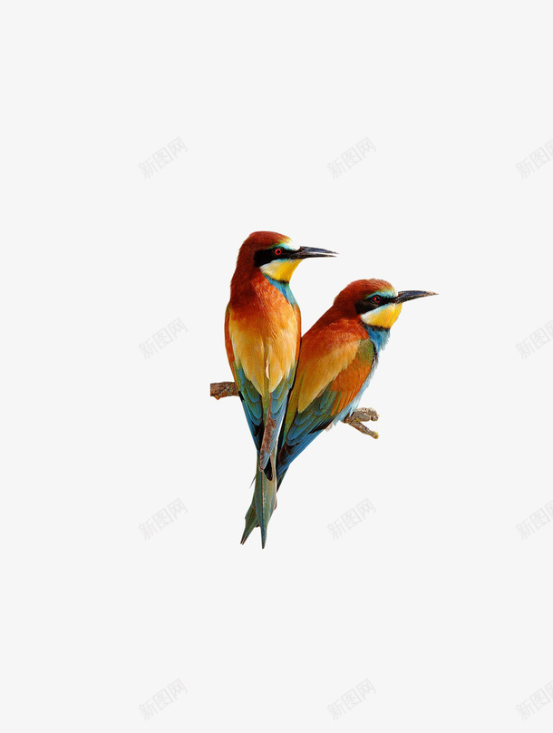 手绘两只彩色鸟png免抠素材_新图网 https://ixintu.com 两只 小鸟 彩色 手绘
