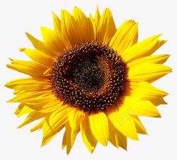 摄影黄色的向日葵花卉素材
