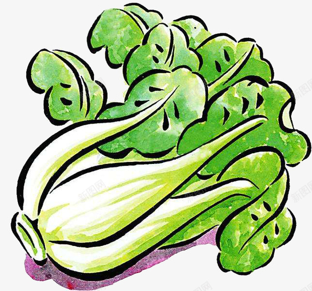 彩色手绘蔬菜上海青png免抠素材_新图网 https://ixintu.com 上海青 彩色卡通手绘 提神 疏通大脑 益于健康 维生素 绿色蔬菜