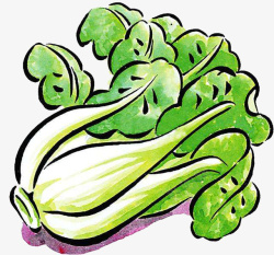 绿色的疏通彩色手绘蔬菜上海青高清图片