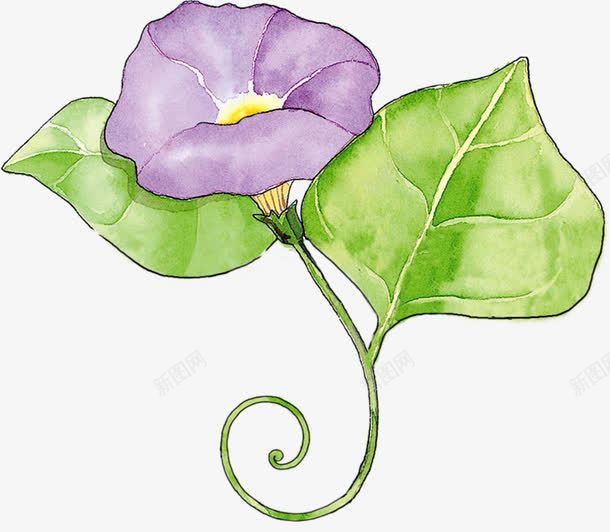 紫色牵牛花植物卡通png免抠素材_新图网 https://ixintu.com 卡通紫色 植物 牵牛花 绿色叶子