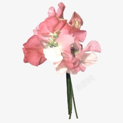 粉红野花花卉高清图片