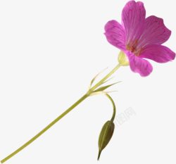 兰花紫色兰花装饰素材