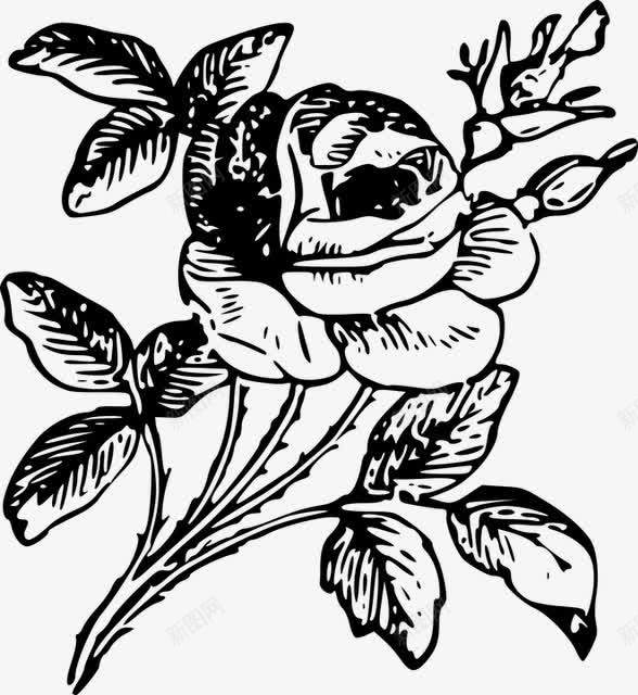 素描玫瑰手绘png免抠素材_新图网 https://ixintu.com 手绘 插画 植物 玫瑰纹身 自然 花卉