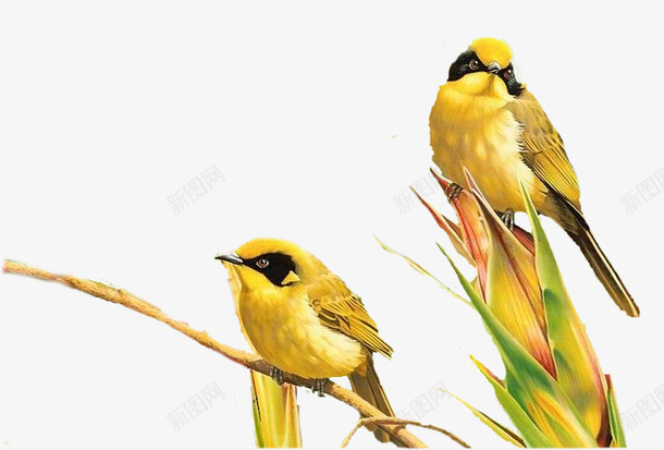 两只画眉鸟png免抠素材_新图网 https://ixintu.com 两只鸟 植物 画眉鸟 鸟