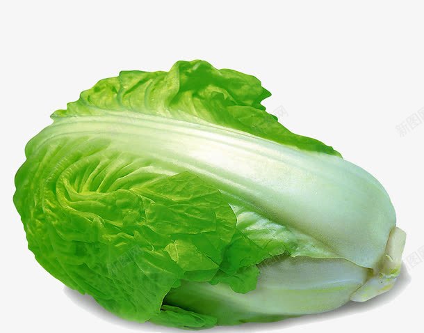 好吃的大白菜png免抠素材_新图网 https://ixintu.com 健康 白菜 蔬菜 青菜