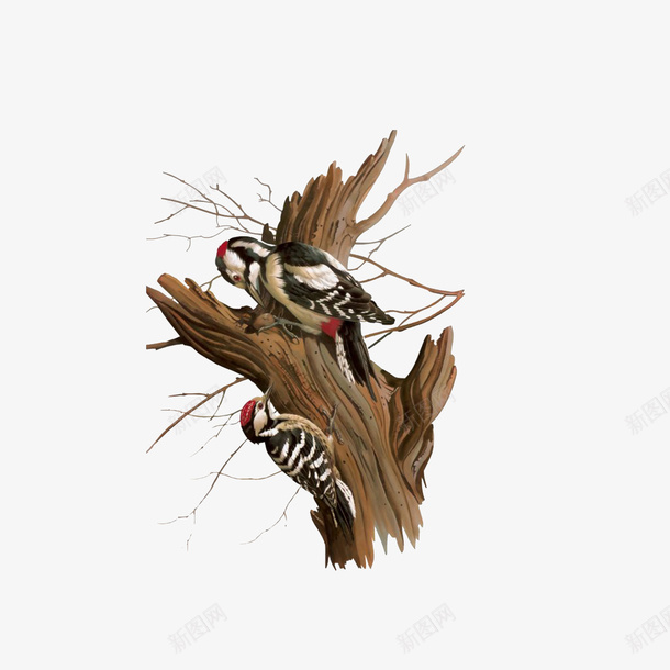 树干上的两只小鸟png免抠素材_新图网 https://ixintu.com 光秃秃的树 手绘枯树枝 树干上的两只小鸟