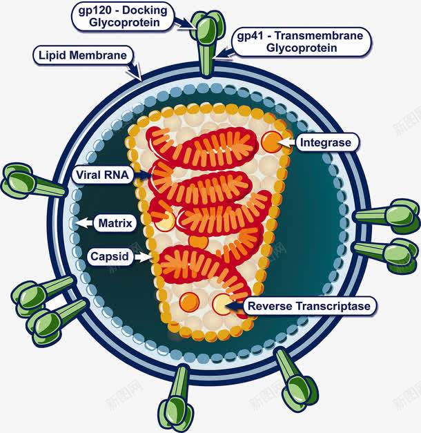 糖原蛋白抗体png免抠素材_新图网 https://ixintu.com 抗体 核糖核酸 生物科技 糖原蛋白