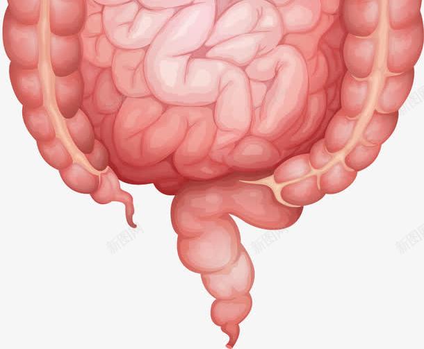 手绘器官png免抠素材_新图网 https://ixintu.com 人体 器官 手绘