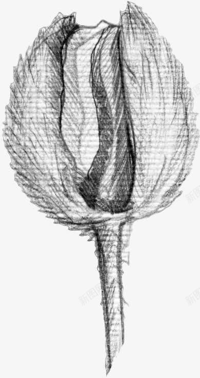 素描花朵png免抠素材_新图网 https://ixintu.com 一朵 卡通 手绘 简图 素描 线条 花朵 铅笔 黑色