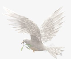 和平含义代表中国和平代表白鸽高清图片