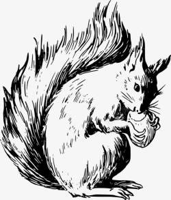 吃松果卡通手绘吃松果的松鼠高清图片