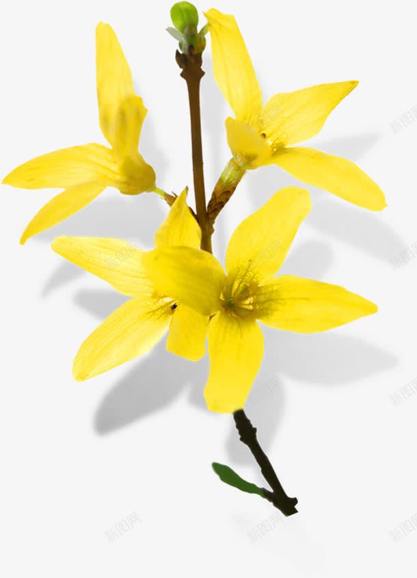 四朵黄色的花png免抠素材_新图网 https://ixintu.com 图片 黄色