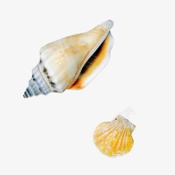 海中生物海贝生物高清图片