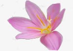 紫色唯美花朵手绘艺术png免抠素材_新图网 https://ixintu.com 紫色 艺术 花朵