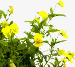 黄色花朵美景植物景观素材