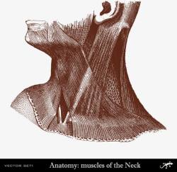装饰医学人体研究脖子肌肉素材