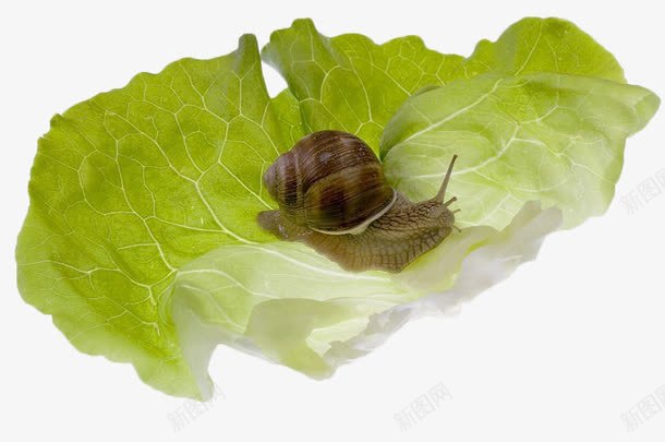 生菜叶上的蜗牛png免抠素材_新图网 https://ixintu.com 生菜 生菜叶 绿色 菜叶 蔬菜 蜗牛 食材