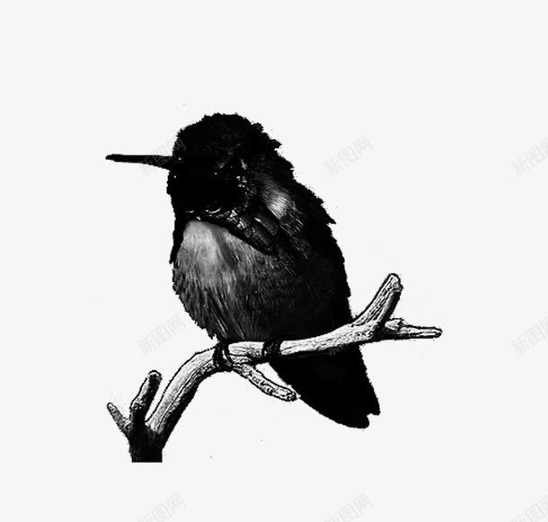 动物手绘黑白蜂鸟png免抠素材_新图网 https://ixintu.com 动物 手绘黑白 蜂鸟