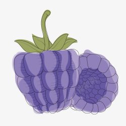 水果俯视紫色桑葚素材
