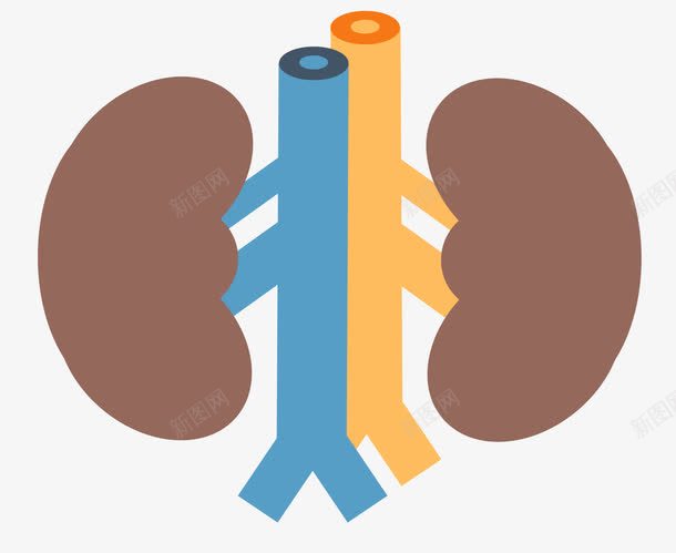 心脏器官和血管png免抠素材_新图网 https://ixintu.com 器官 心脏 血管