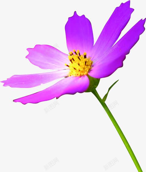 紫色植物夏日卡通花朵png免抠素材_新图网 https://ixintu.com 卡通 夏日 植物 紫色 花朵