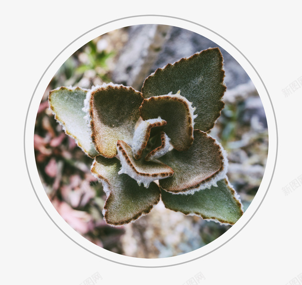 简约清新唯美霜降节气psd免抠素材_新图网 https://ixintu.com 二十四节气 唯美 清新 简约 简约清新唯美霜降节气 节气 霜降