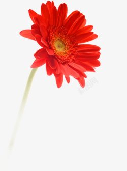红色花朵雏菊素材