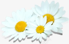 节日活动白色花朵摄影png免抠素材_新图网 https://ixintu.com 摄影 活动 白色 节日 花朵