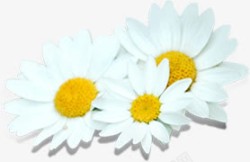 节日活动白色花朵摄影素材