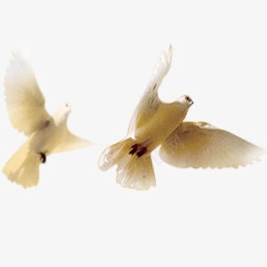 鸽子png免抠素材_新图网 https://ixintu.com 世界和平 世界大同 和平 白鸽 维护和平