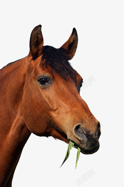 马吃草素材